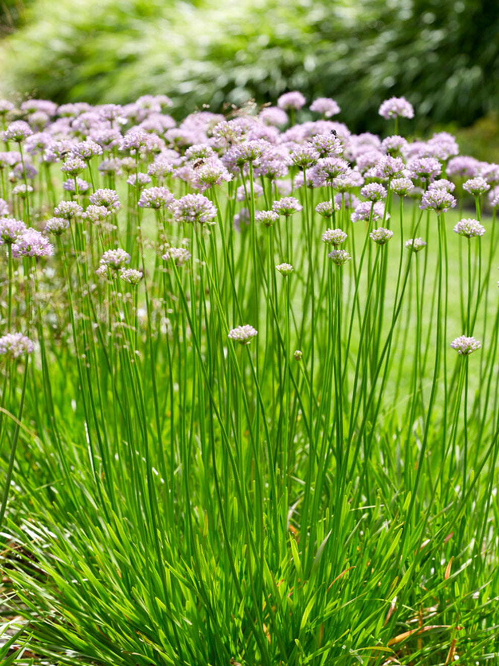 Spring Beauty Bulbs Allium Summer Beauty | DutchGrown™