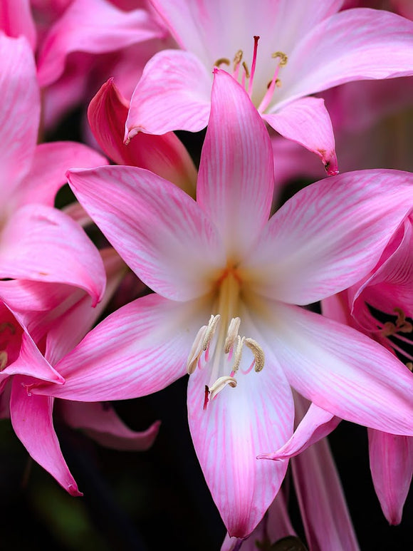 Naked Lady Lily, the March Lily Bulbs