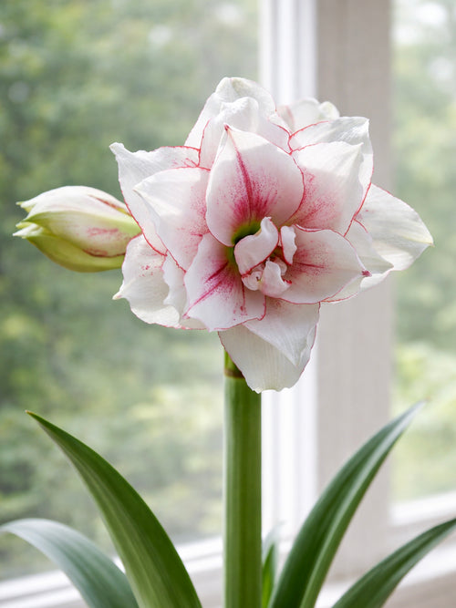 Close-up of Amaryllis Elvas showing soft pink-red detailing