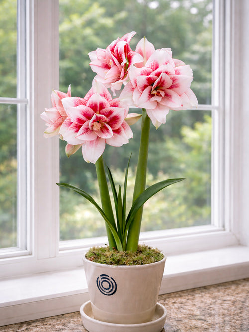 Double-flowering Amaryllis Elvas in a decorative pot