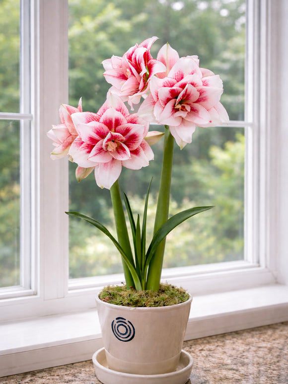 Double-flowering Amaryllis Elvas in a decorative pot