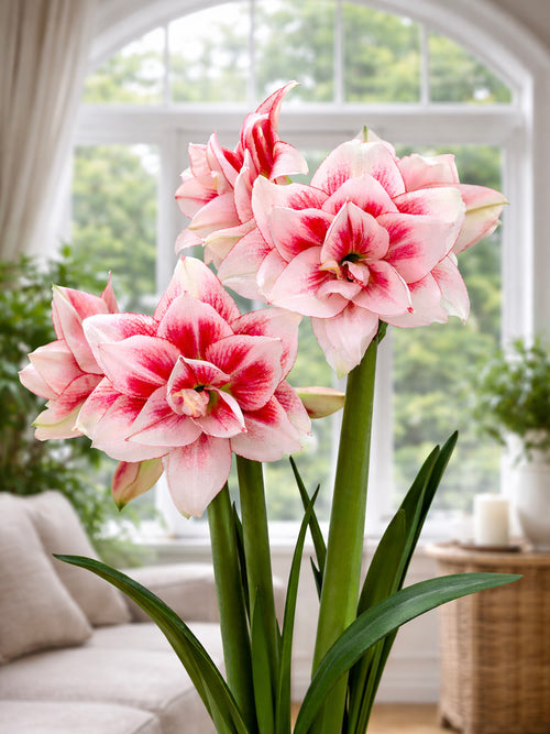 Jumbo Double Amaryllis Elvas with layered double flowers