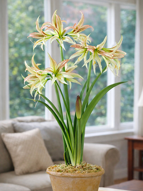 Jumbo Amaryllis Emerald with greenish-white spider flowers
