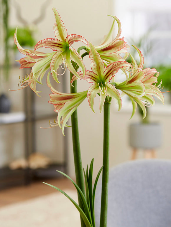 Jumbo Amaryllis Emerald blooming indoors