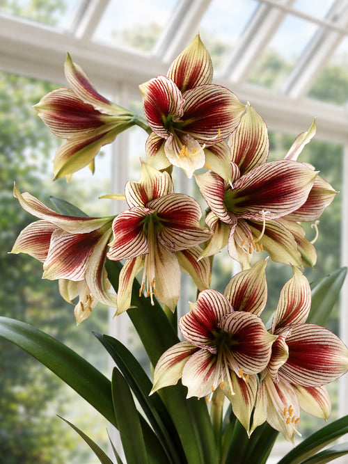 Jumbo Amaryllis Papilio with butterfly-like striped flowers