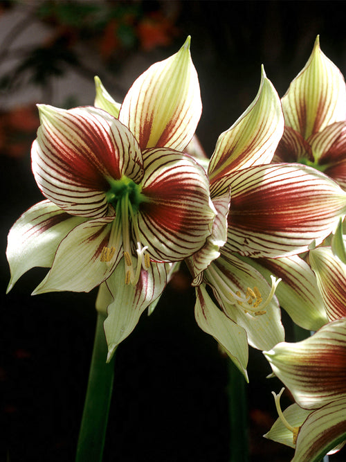 Amaryllis Papilio displaying butterfly-shaped petals in bloom