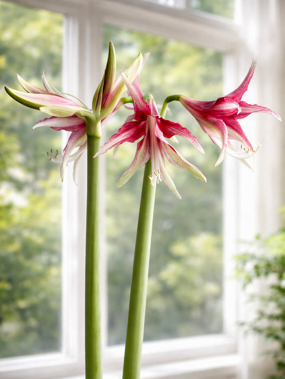 Jumbo Amaryllis Quito flowering indoors in a pot