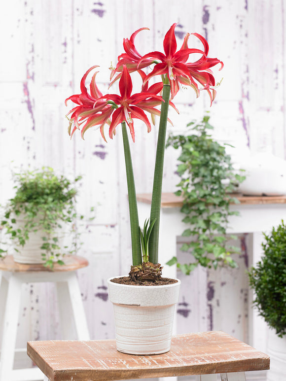 Distinctive Amaryllis Quito with spider-like blooms