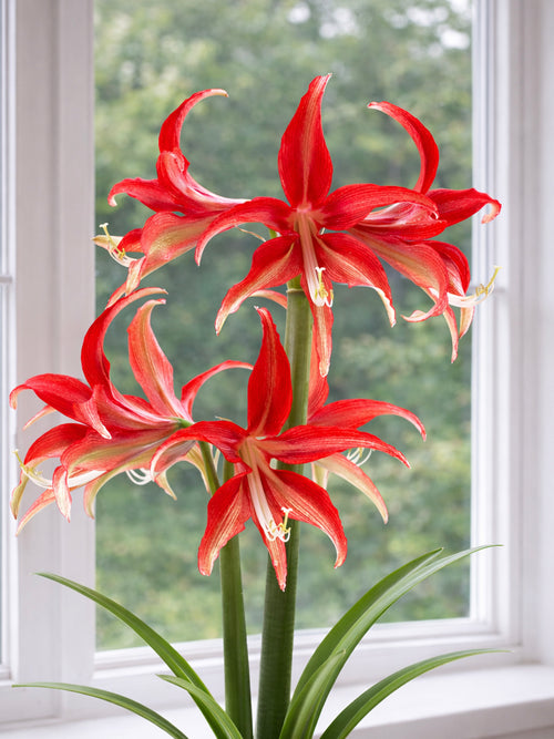 Amaryllis Quito showing narrow pointed petals