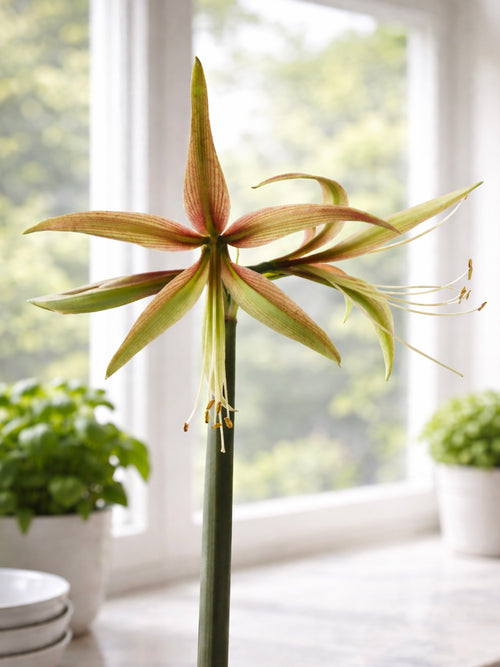 Amaryllis Tarantula close-up with cream and blush tones