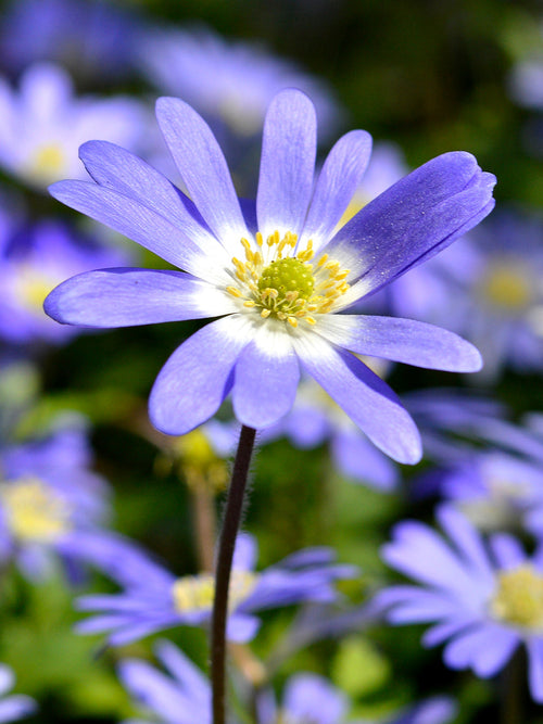 Anemone Blanda Blue - Windflowers - Grecian 