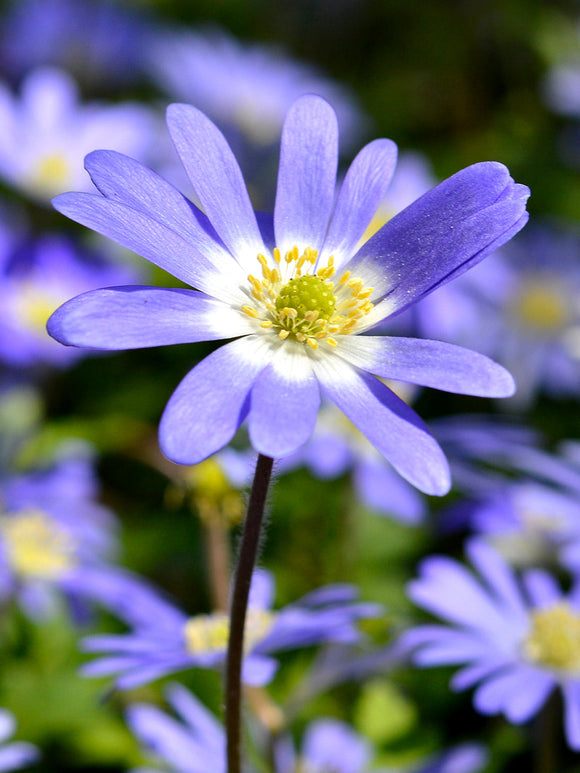 Anemone Blanda Blue - Windflowers - Grecian 