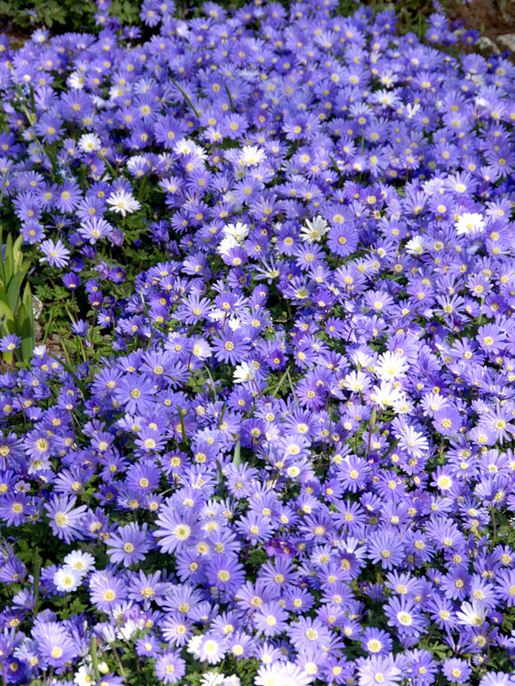 blue anemones blanda Windflowers