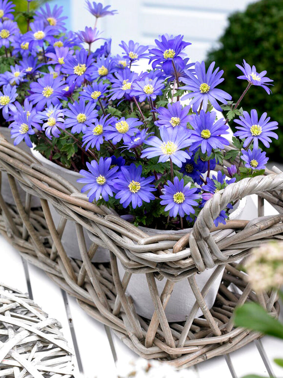 Blue anemone blanda bulbs - buy online