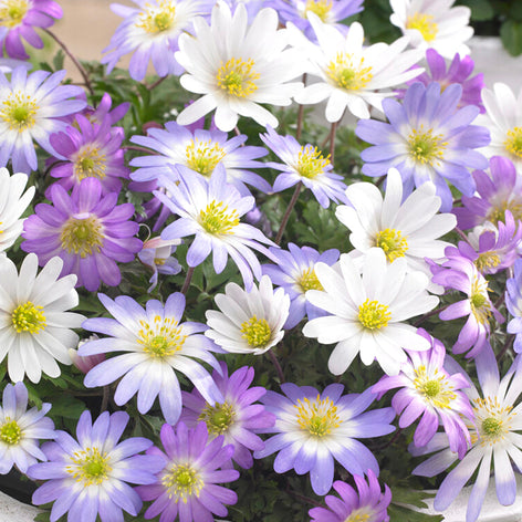 Anemone Blanda Windflowers
