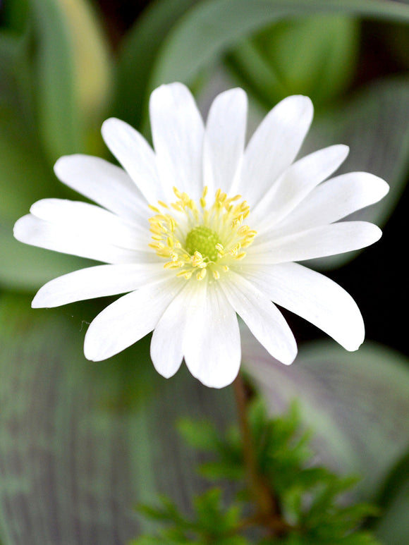 Anemone Blanda White Splendour - Grecian Wind Flowers