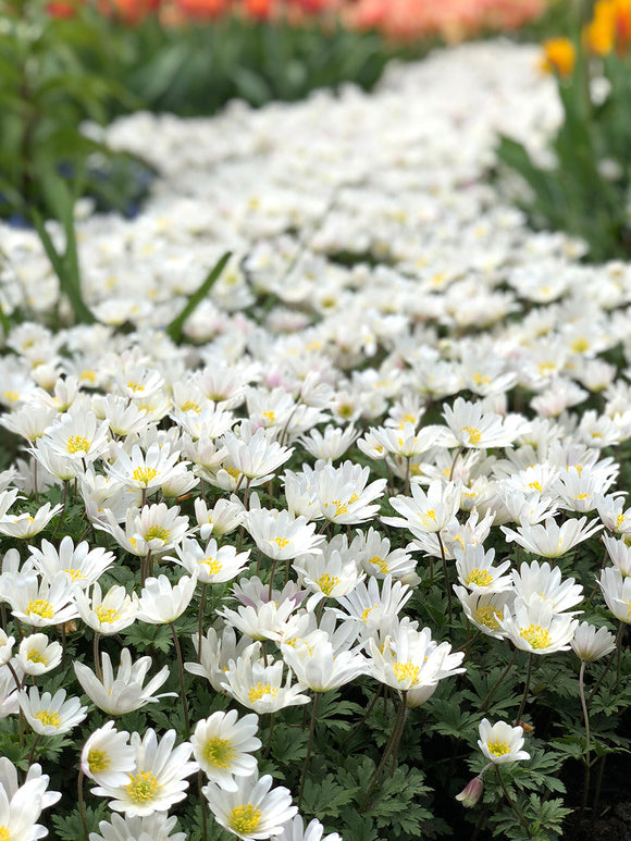 Anemone Blanda White Windflowers