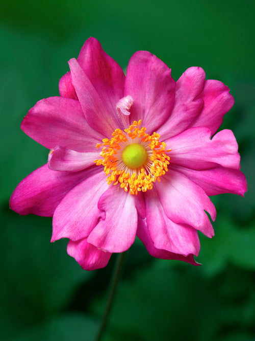 Japanese Anemone Bressingham Glow - Bare Roots from Holland