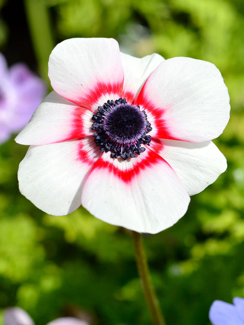 Anemone de Caen Bi-Color - Red and White