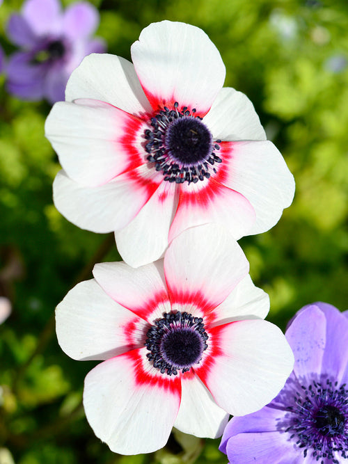 Anemone de Caen Bi Color - White and Red Anemone bulbs