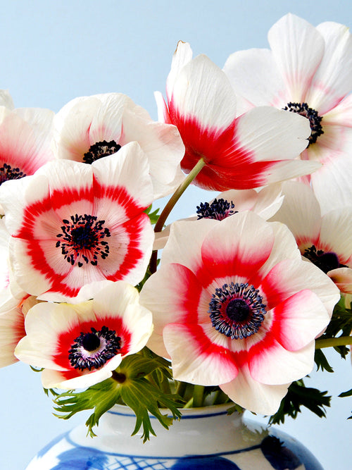 Anemone de Caen Bi-Color Bulbs Red-White