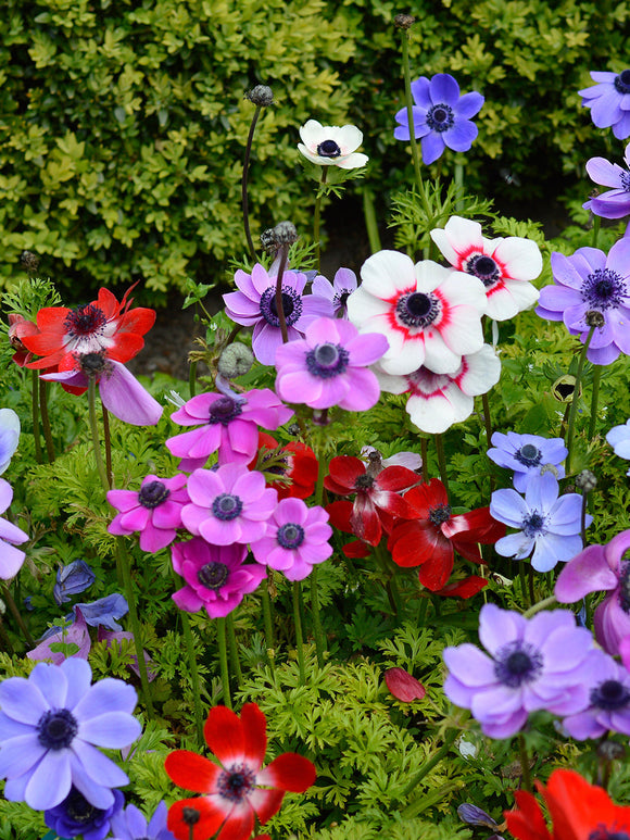 Anemone de Caen Mixed Windflowers - Red, White, Purple and Blue Wind Flowers