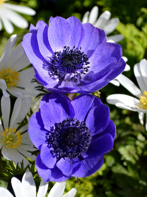 Blue Anemone de Caen Windflower - Blue Ground Cover 