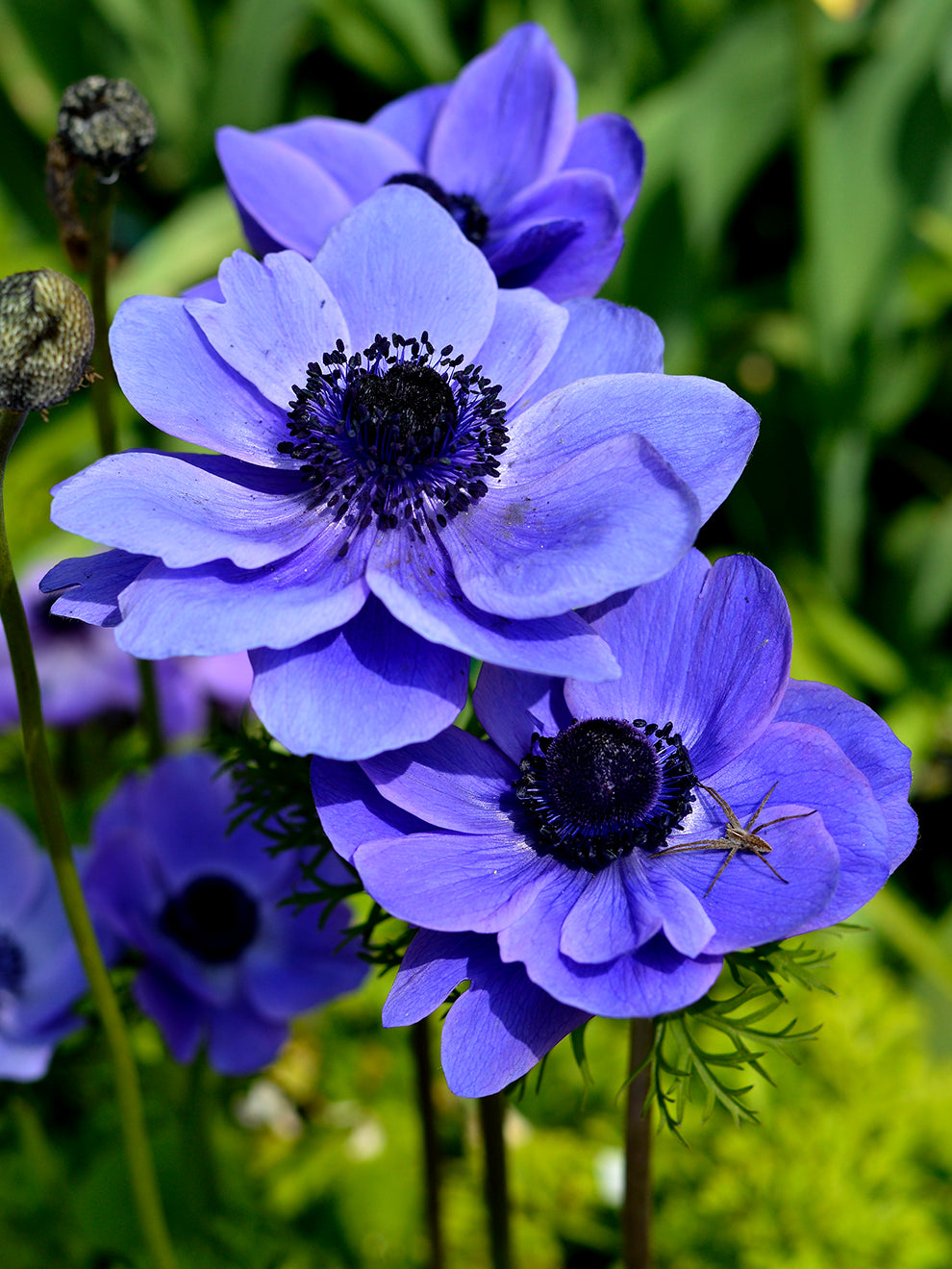 Blue Anemone Flower Blue Anemone Flower