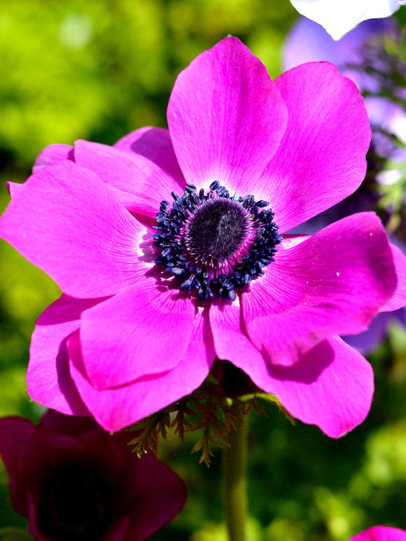 Anemone de Caen (Sylphide) - Purple-Pink Wind Flowers
