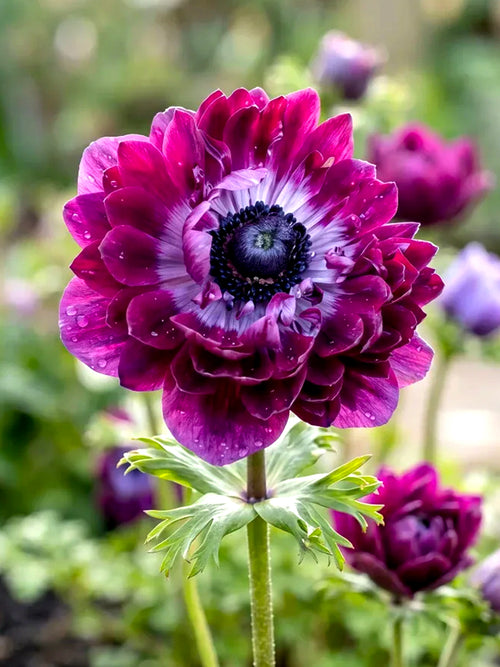 Anemone Fullstar Bordeaux bulbs for autumn delivery and planting