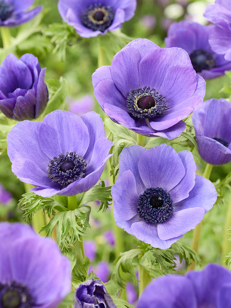 Anemone_Galilee_Blue-