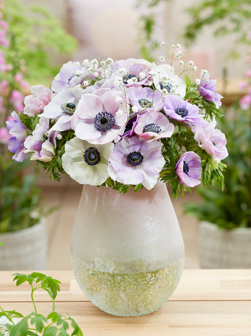 Buy Anemone Galilee Pastel Mix, shipping to Europe