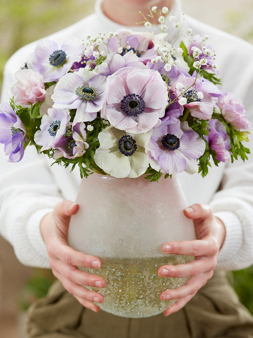 Anemone Galilee Pastel Mix, shipping to Europe