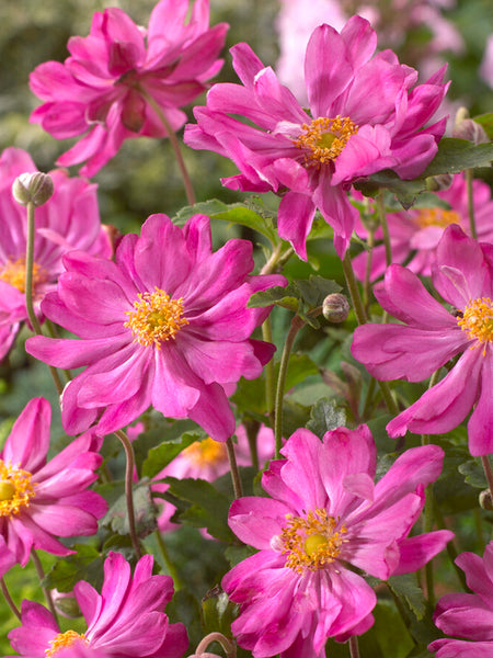 Japanese Anemone Prince Henry | DutchGrown™