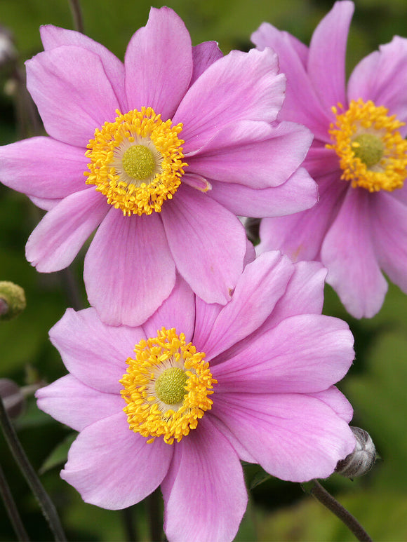 Buy Japanese Anemone Serenade bare roots