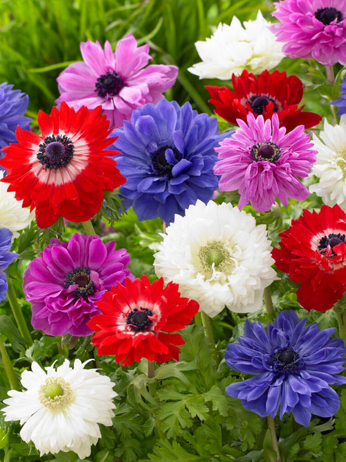 Anemone St. Brigid Bulbs