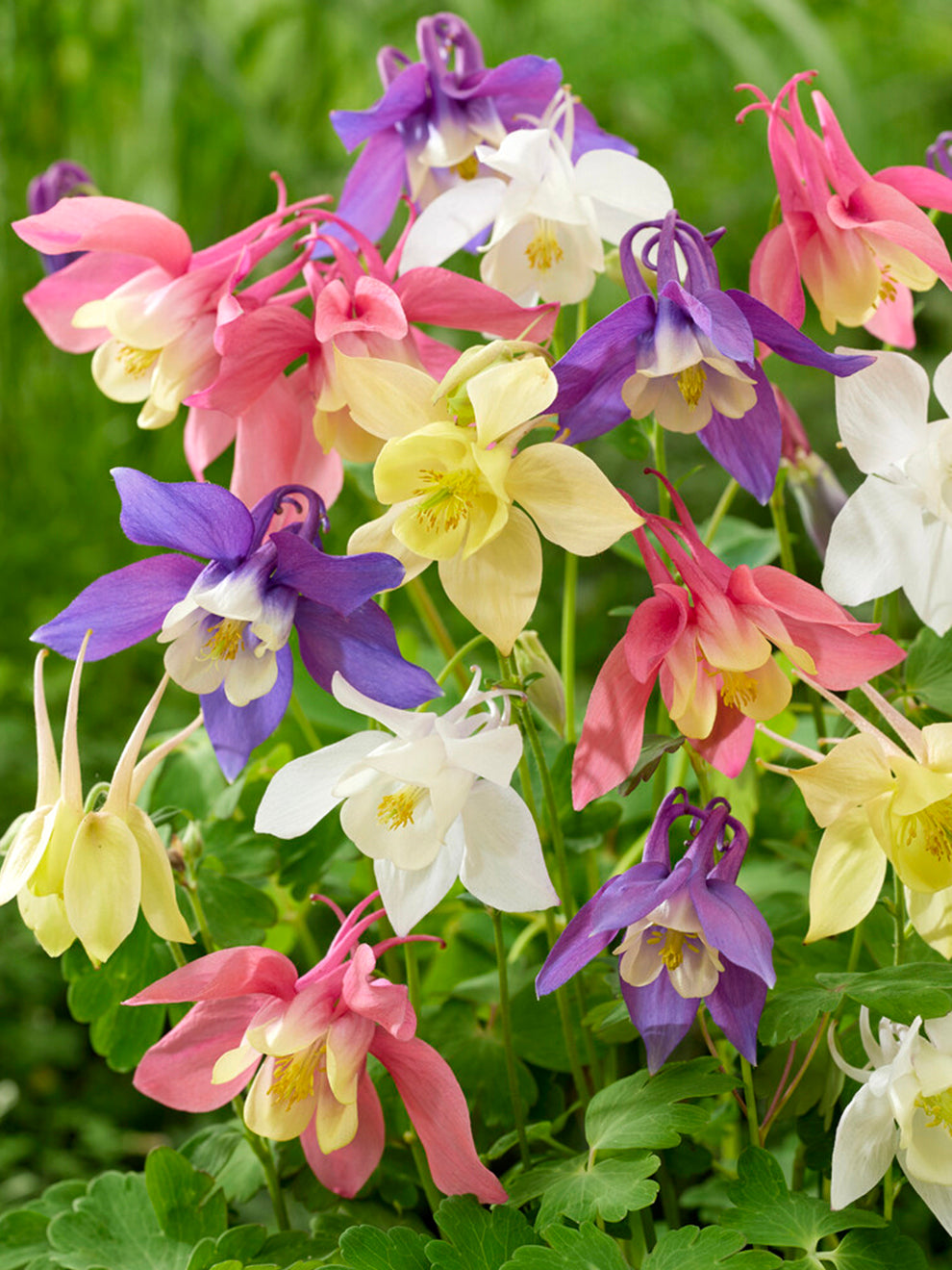 Columbine Roots Columbine McKana Hybrids Mix (Aquilegia) | DutchGrown™