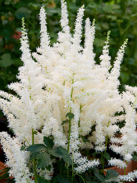 Buy bare root Astilbe for spring planting - Astilbe Close Harmony