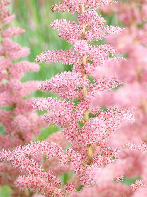 Astilbe bare roots - Glitter and Glamour