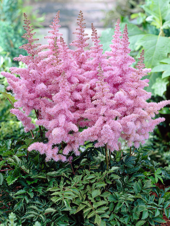 Astilbe Heart and Soul - astilbe bare roots for spring planting