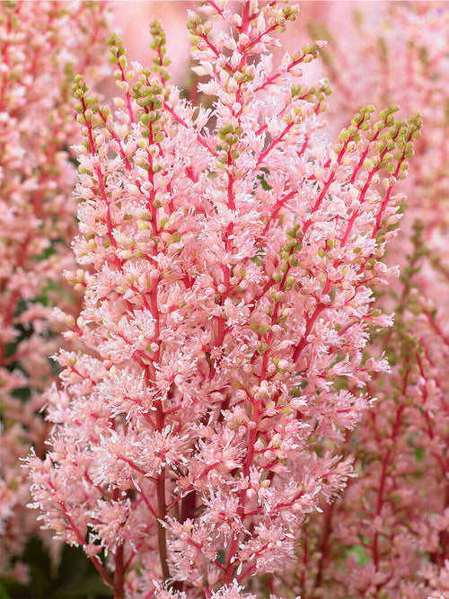 Astilbe Look At Me