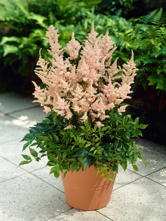 Buy Astilbe Peach Blossom bare roots for EU shipping