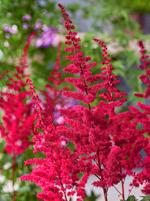 Buy Astilbe Volcano for shipping to EU