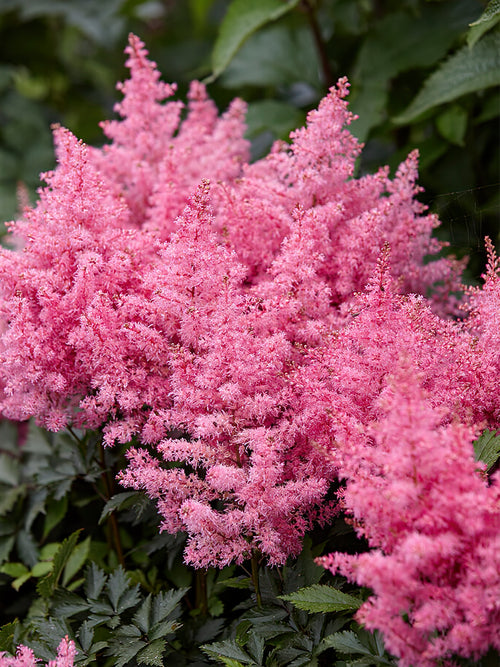 Buy Astilbe Younique Pink bare roots for spring planting