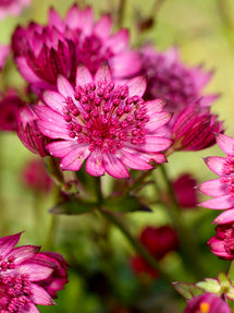 Astrantia major Cerise Button