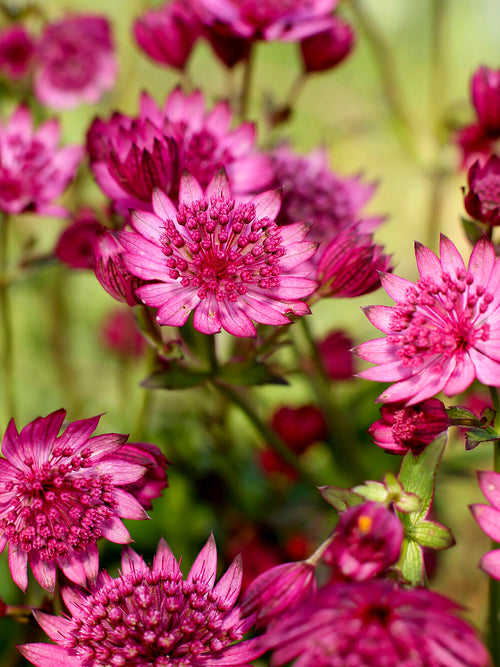 Buy Astrantia 'Cerise Button' Masterwort online