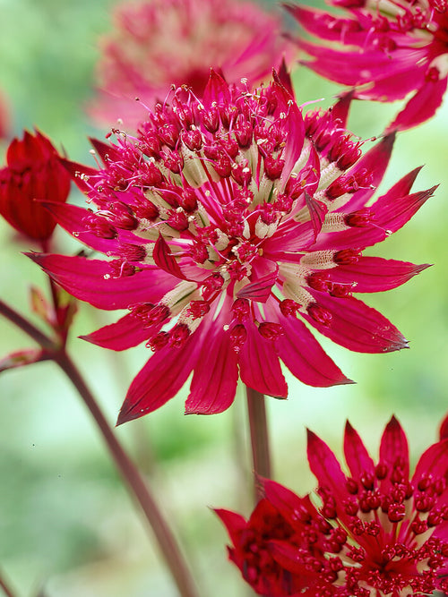 Astrantia Major Claret Buy online for EU shipping 