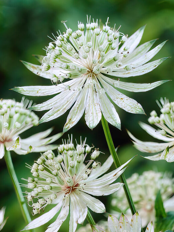 Astrantia Major Shaggy bare roots