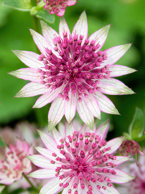 Astrantia Major Superstar Bare Roots