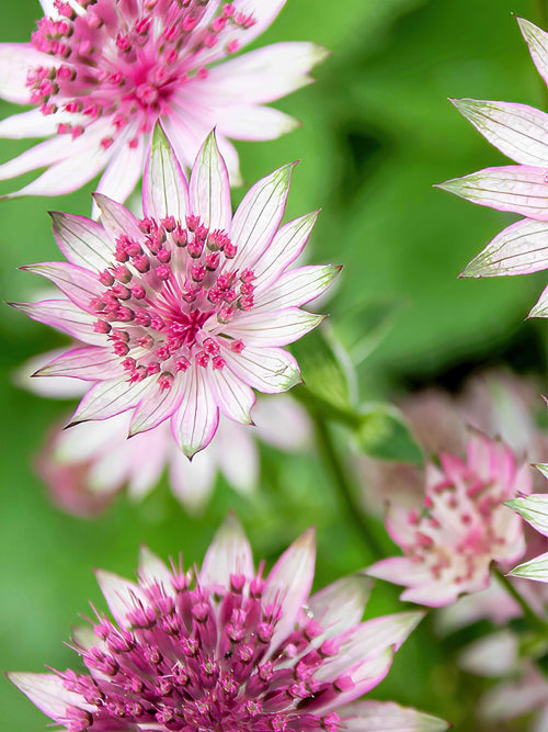 Buy Astrantia Major Superstar Bare Roots for EU shipping in the spring